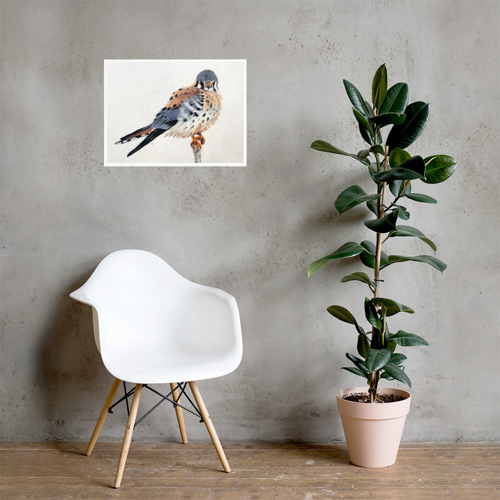 American Kestrel Painting Print